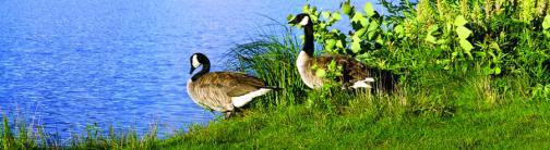 CI046-CANADIAN GEESE